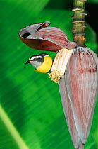 Bananaquit feeding on banana flower {Coereba flaveola} Puerto Rico, Caribbean.