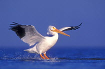 American white pelican landing on water {Pelecanus erythrorhynchos} Texas, USA