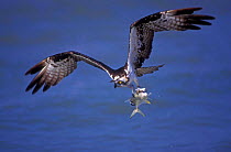Osprey flying with fish prey {Pandion haliaetus} Florida, USA