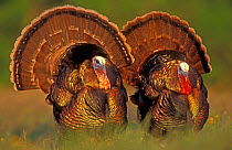 RF- Wild turkey males displaying (Meleagris gallopavo). Texas, USA. (This image may be licensed either as rights managed or royalty free.)