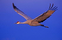 Sandhill crane in flight {Grus canadensis} Bosque del Apache, NM, USA