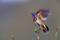 Bluethroat, male singing + flapping wings {Luscinia svecica} Switzerland