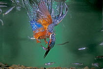 Common kingfisher male diving underwater for fish {Alcedo atthis} Switzerland