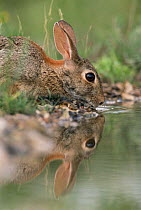 Eastern cottontail rabbit drinking {Sylvilagus floridanus} Texas, USA.