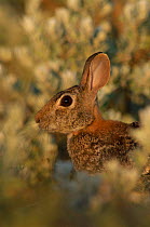Eastern cottontail rabbit {Sylvilagus floridanus} Texas, USA.