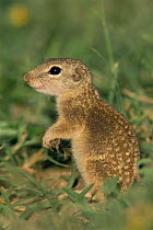 Mexican ground squirrel {Spermophilus mexicanus} Texas, USA.