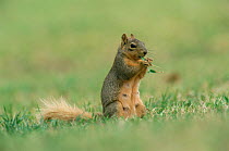 Fox squirrel feeding {Sciurus niger} Texas, USA.