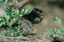 Fox squirrel, black form {Sciurus niger} Texas, USA.