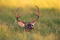 Male White tailed deer {Odocoileus virginianus} resting in grass, Texas, USA