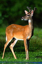 White tailed deer, young male {Odocoileus virginianus} Texas, USA
