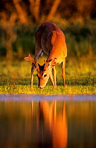 White tailed deer {Odocoileus virginianus} young male grazing beside water at sunset, Texas, USA