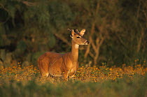 White tailed deer, young male {Odocoileus virginianus} Texas