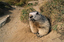 Alpine marmot in burrow {Marmota marmota} Switzerland.