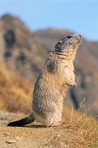 Alpine marmot calling {Marmota marmota} Switzerland.