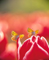 ic-16001 Small copper butterflies on tulip {Lycaena phlaeas}