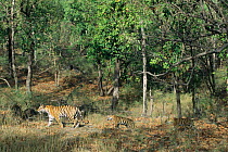 Tigress {Panthera tigris tigris} with cubs, Bandhavgarh, Madhya Pradesh.