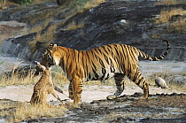 Male tiger B2 with chital kill stolen from leopard. Bandhavgarh, India.