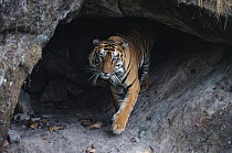 Bengal tiger inside cool cave (Panthera tigris tigris}, Bandhavgarh, India.