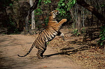Male Bengal tiger playing with leaves (Panthera tigris tigris}, Bandhavgarh, India.