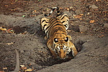 Female Bengal tiger drinking (Panthera tigris tigris}, Bandhavgarh, India.