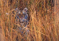 Young tiger cub (Panthera tigris tigris} camouflaged in grass. Bandhavgarh, India.