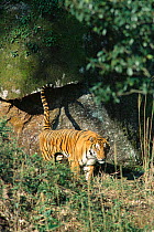 Bengal tiger marking territory (Panthera tigris tigris} Bandhavgarh, India.