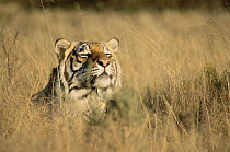 Bengal tiger resting in grass (Panthera tigris tigris}, Bandhavgarh, India.