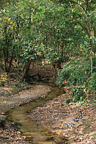 Bengal tiger resting beside stream (Panthera t tigris}, Bandhavgarh, India.