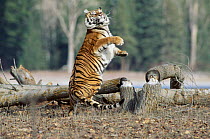 Captive Siberian tiger {Panthera tigris altaica}