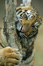 Chinese tiger {Panthera tigris amoyensis} chewing & scratching tree bark. Meuachan Mountains, China, captive.