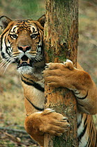 Chinese tiger {Panthera tigris amoyensis} chewing & scratching tree bark to clean claws & teeth. Meuachan Mountains, China, captive.