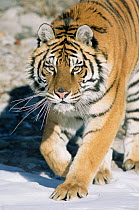 Captive Siberian tiger {Panthera tigris altaica}