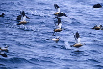Steller's eider ducks (Polysticta stelleri) taking off from water, Vado, Varanger, Norway, Europe, vulnerable species