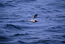 Steller's eider duck (Polysticta stelleri) in flight, Vado, Varanger, Norway, Europe, vulnerable species