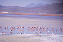 James's flamingos {Phoenicoparrus jamesi} Laguna Colorada, Bolivia