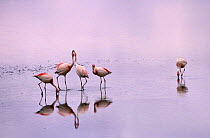 James's flamingos (Phoenicoparrus jamesi) Laguna Colorada, Bolivia
