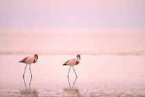 James's flamingos {Phoenicoparrus jamesi} Laguna Colorado, Bolivia
