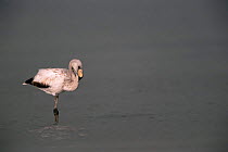 James's flamingo juvenile {Phoenicoparrus jamesi} Laguna Colorada, Bolivia