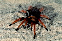 Mexican beauty tarantula {Brachypelma boehmi} Captive