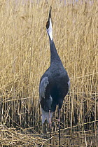 White-naped crane (Grus vipio) with head pointing towards the sky, Zhalong Reserve, NE China, vulnerable species