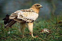 Greater spotted eagle juvenile {Aquila clanga}. Keoladeo Ghana NP, Bharatpur, India