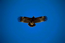 Greater spotted eagle in flight {Aquila clanga}. Muscat, Oman, December