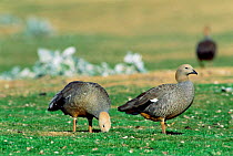 Ruddy headed goose {Chloephaga rubidiceps} Falkland Islands.