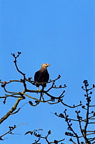 Pallas' Sea eagle {Haliaeetus leucoryphus} Kaziranga NP, Assam, India