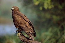 Greater spotted eagle adult {Aquila clanga}. Keoladeo Ghana NP, Bharatpur, India