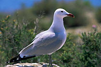 Audouin's gull {Larua audouinii} Columbretes Islands, Castellon, Spain