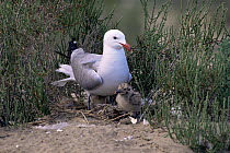 Audouin's gull {Larua audouinii} with chick, Delta del Ebro National Park, Catalonia, Spain