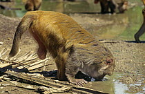Rhesus macaque (Macaca mulatta) drinking from puddle, Puerto Rico, Caribbean