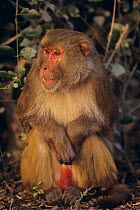 Rhesus macaque (Macaca mulatta) sitting on ground, Rajastan, India