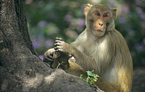 Rhesus macaque (Macaca mulatta) sitting in tree scratching foot, Keoladeo National Park, India
